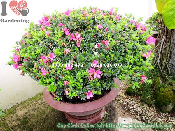 Đỗ quyên bonsai đẹp Ms 16584 hoa màu sắc rực rỡ nổi bật