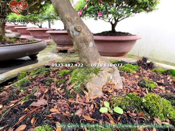 Chi tiết tán cây đỗ quyên bonsai đẹp cao 85cm Ms 13016