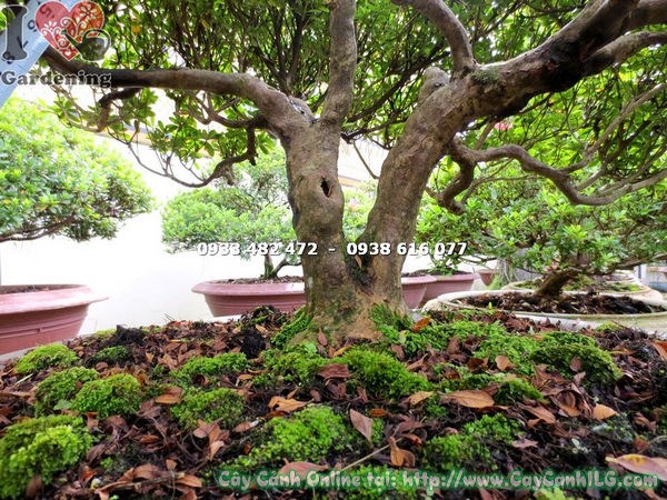 Gốc đẹp cây đỗ quyên bonsai 70cm Ms 13038