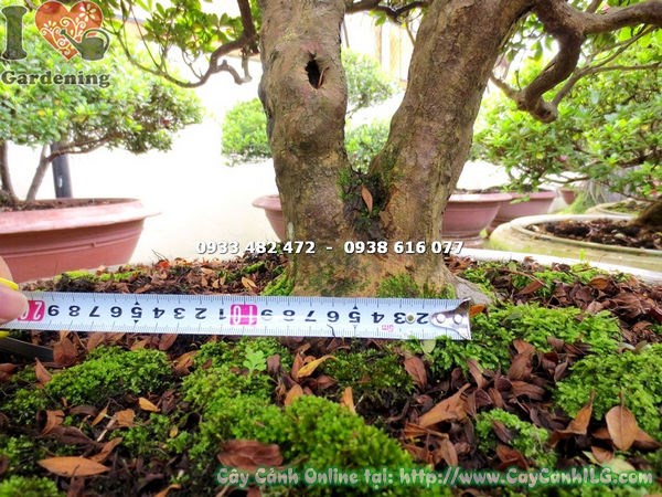 Chăm sóc cây đỗ quyên bonsai gốc đẹp 70cm tại ILG