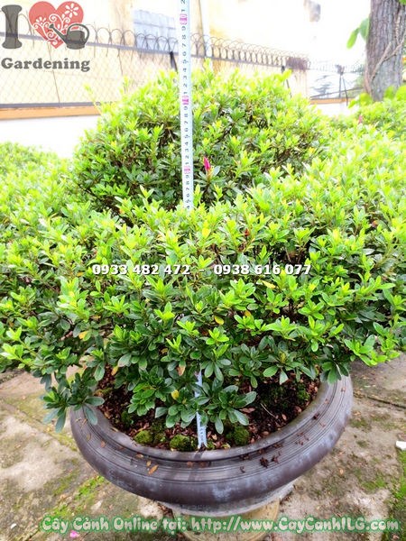 Cây đỗ quyên bonsai gốc đẹp cao 70cm phát triển xum xuê