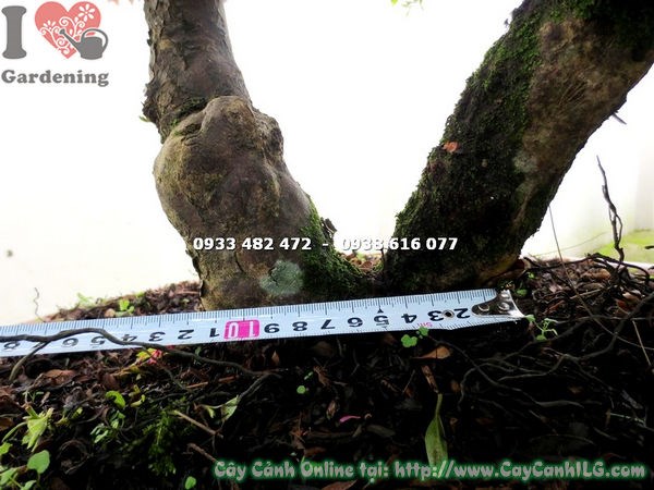 Hoa đỗ quyên bonsai đẹp cao 80cm rực rỡ sắc màu