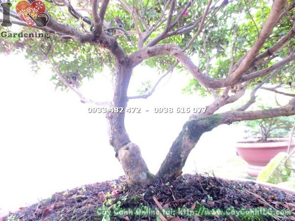 Cây đỗ quyên bonsai hoa đẹp cao 80cm gốc cứng tán đều