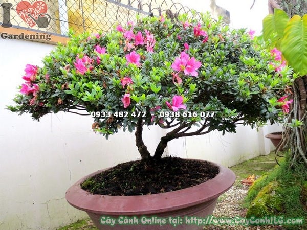 Đỗ quyên bonsai hoa đẹp 80cm ý nghĩa phong thủy may mắn