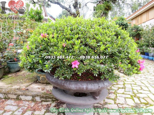 Hoa đỗ quyên bonsai 90cm nở đẹp rực rỡ tán rộng gốc lớn