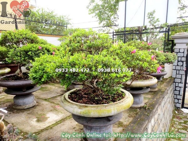 Cây đỗ quyên bonsai hoa hồng 65cm trong không gian trang trí