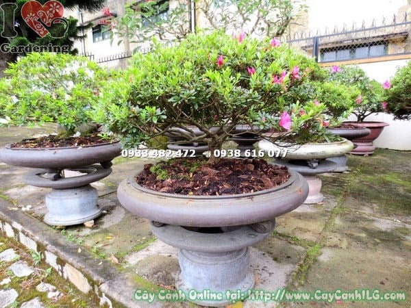 Cây đỗ quyên bonsai hoa hồng đậm cao 55cm – Ms 13071 tại ILG