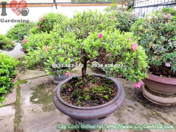 Cây đỗ quyên bonsai hoa hồng đậm Ms 13017 phù hợp trang trí không gian