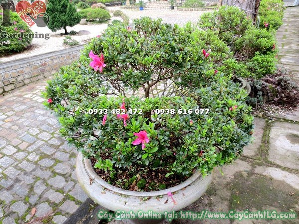 Đỗ quyên bonsai hoa hồng đỏ đẹp – trang trí sân vườn, văn phòng