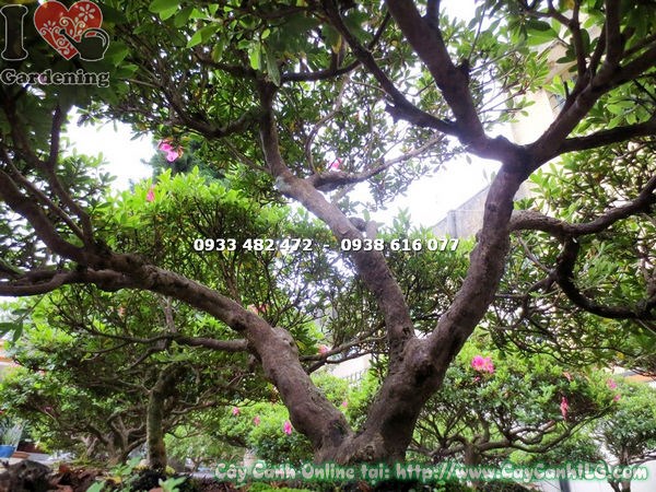 Hoa hồng đỏ của cây đỗ quyên bonsai cao 70cm MS 16291