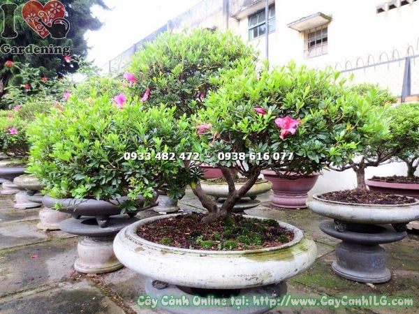 Tán cây đỗ quyên bonsai hoa hồng đỏ cao 70cm dáng đẹp