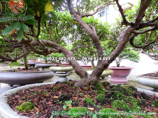 Cây đỗ quyên bonsai hoa hồng đỏ 70cm tán đẹp cân đối