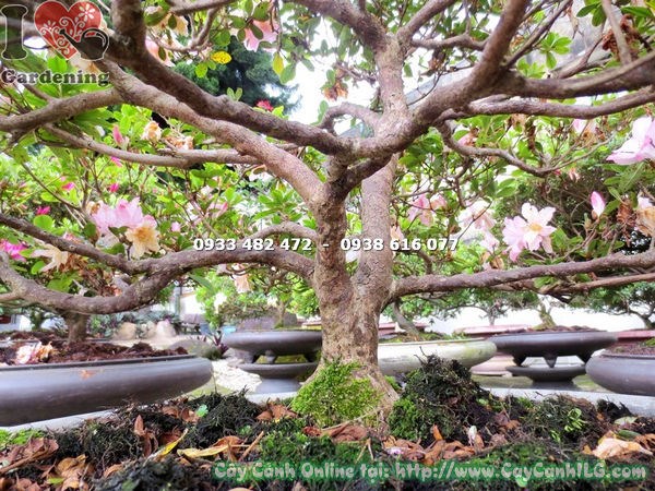 Cây đỗ quyên bonsai hoa hồng phấn cao 60cm – chăm sóc đúng cách
