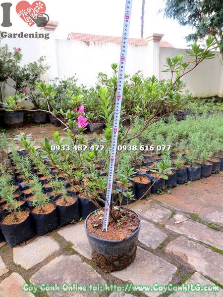 Hoa cây đỗ quyên cao 60cm – màu sắc rực rỡ, tán đều đẹp