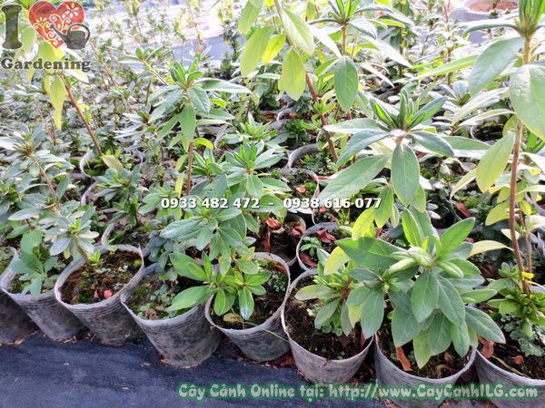 Cây đỗ quyên giống 20cm – nhìn gần cành lá tươi tốt, bộ lá xanh đều