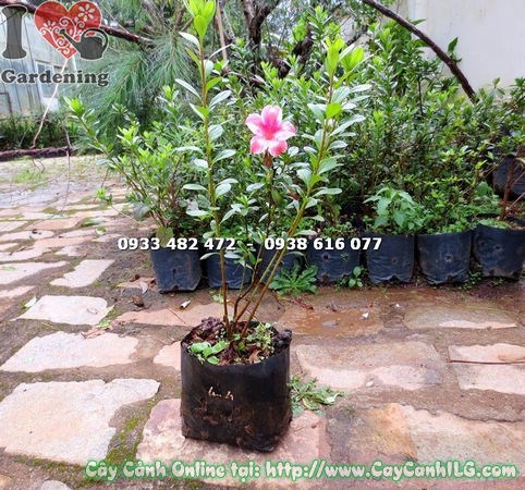 Cây đỗ quyên giống cao 40cm hoa đẹp Ms 14688
