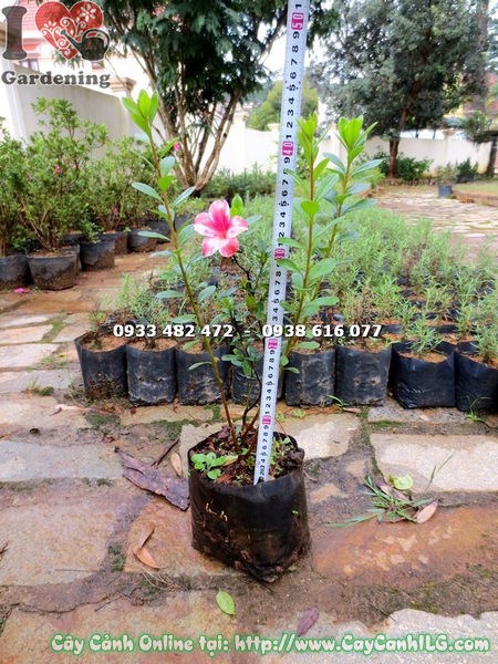Chăm sóc cây đỗ quyên giống cao 40cm tại nhà