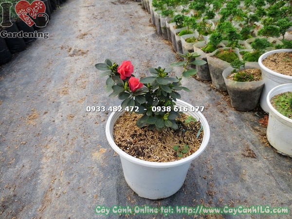 Cây đỗ quyên hoa đỏ 12cm – ứng dụng trồng cảnh quan vườn