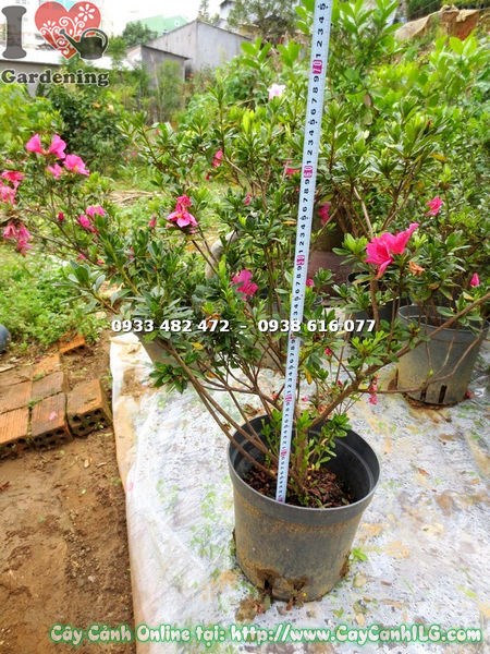 Cây đỗ quyên hoa đỏ hồng bụi cao 75cm tại ILG