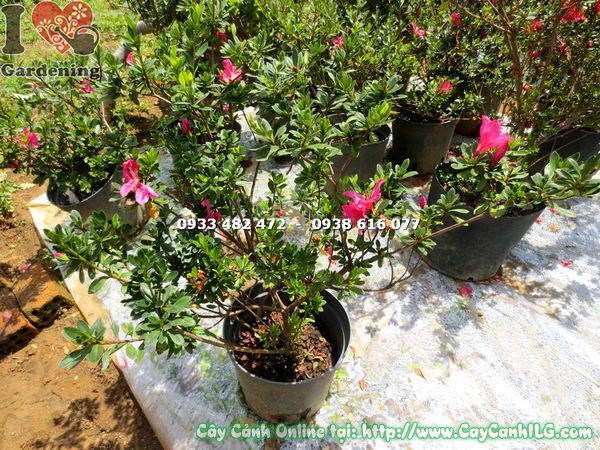 Cây đỗ quyên đỏ hồng bụi 75cm đang nở hoa đẹp