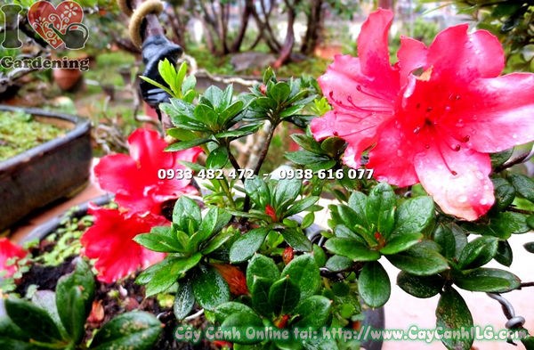 Cây Đỗ Quyên Hoa Đỏ Mini Bonsai hoa nở rực rỡ