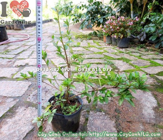 Lộ trình phát triển cây đỗ quyên Phú Quốc – từ cây giống đến trưởng thành