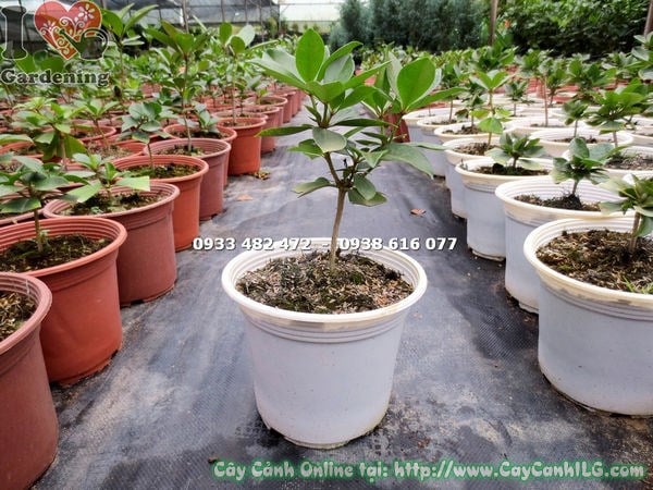 Cây đỗ quyên úc giống cao 20cm - lá xanh đặc trưng đẹp mắt