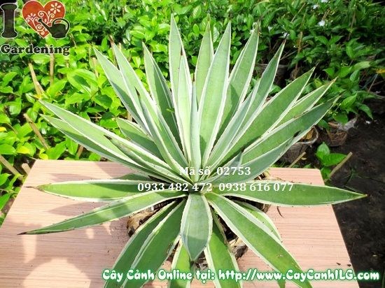 Cây dứa gai 40cm trồng cảnh quan