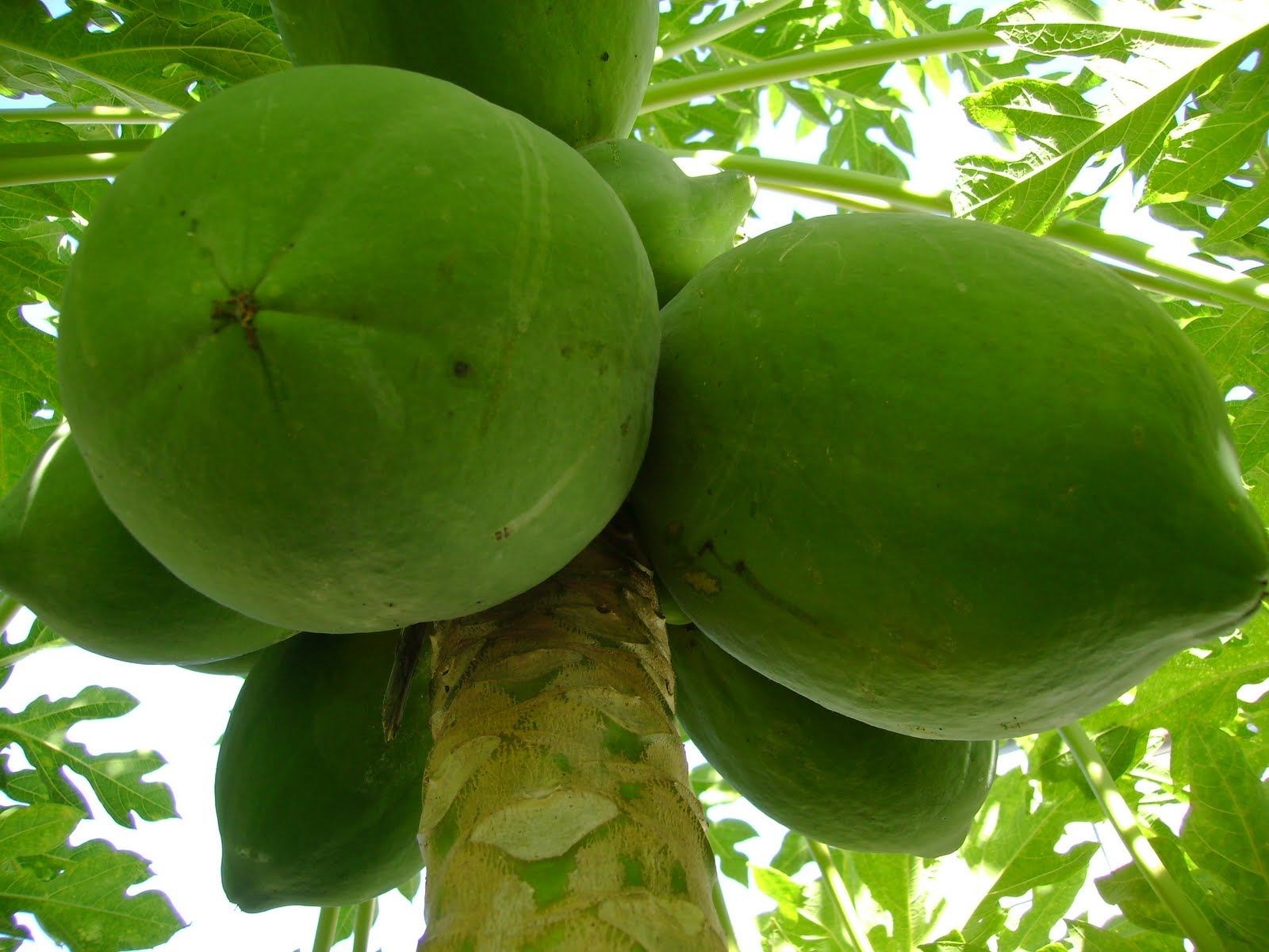 cây đu đủ ra quả sai tại vườn