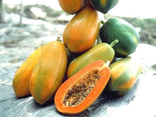 cây đu đủ trái chín vàng sai quả