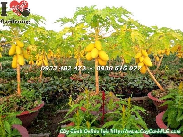 Cây đu đủ giống Ms 19132 tại vườn ILG