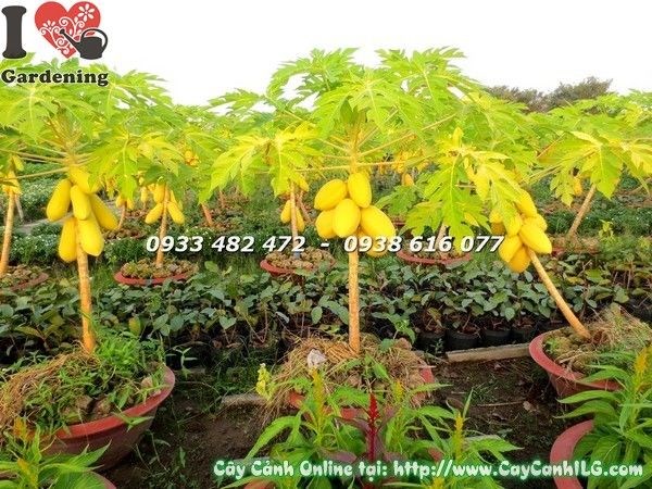 Cây đu đủ giống trái trên cây Ms 19132