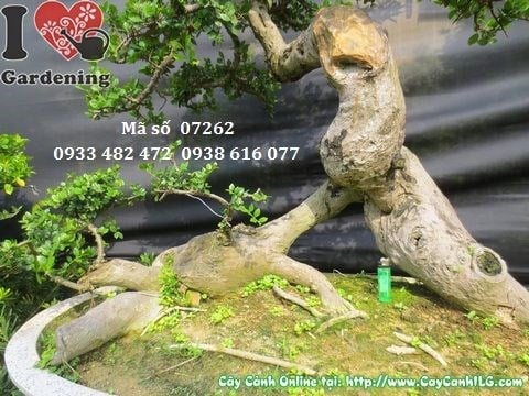 Đặc điểm cây duối bonsai dáng đẹp 110cm