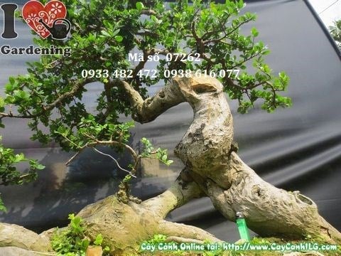 Chăm sóc cây duối bonsai dáng đẹp 110cm
