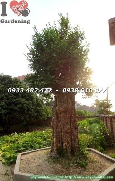 Cây Duối Cổ Thụ Cao 3m – tán lá xanh tươi ngoại thất