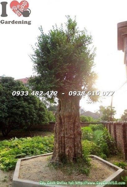 Cây Duối Cổ Thụ Cao 3m Gốc Lớn Đk 50cm – thân gốc đặc trưng