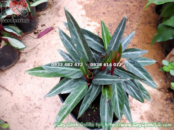 Hình ảnh cây đuôi phụng lá trơn loại mới Ms 15493 ILG