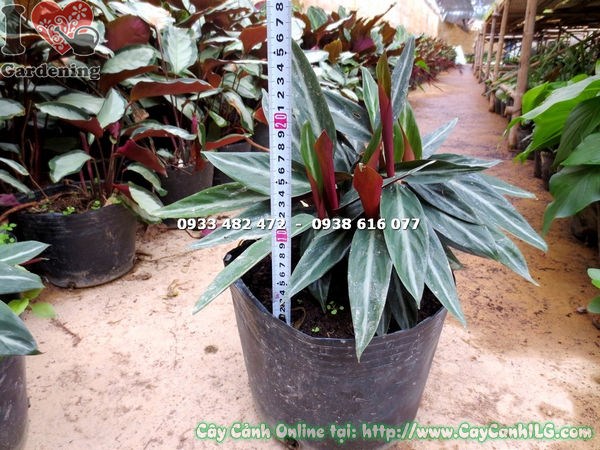 Cây đuôi phụng lá trơn loại mới cao 25cm phát triển xanh tốt