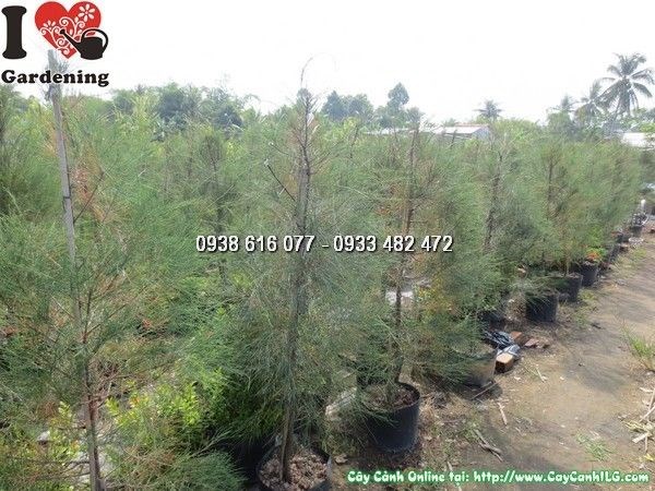cây dương cao 1m6 thân thẳng dáng đẹp