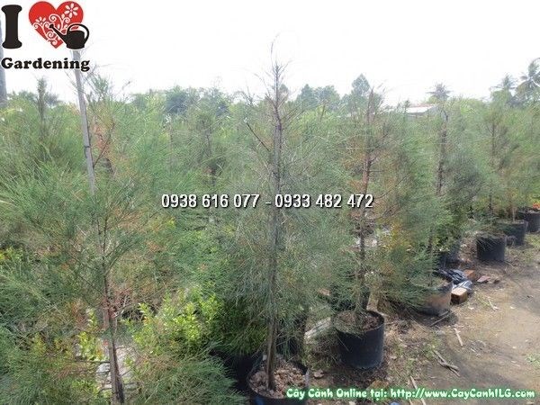 cây dương 1m6 lá kim xanh mướt