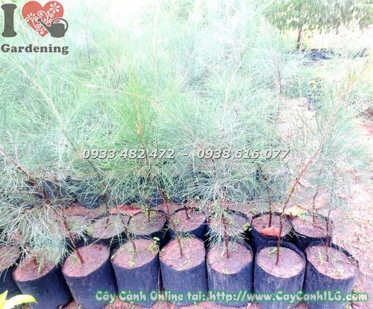 Cây dương giống cao 1m thân thẳng bộ rễ khỏe – ILG