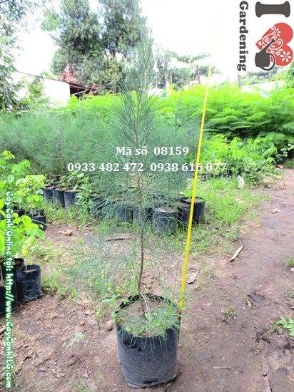 Cây dương giống cao 80cm Ms 08159 - ILG