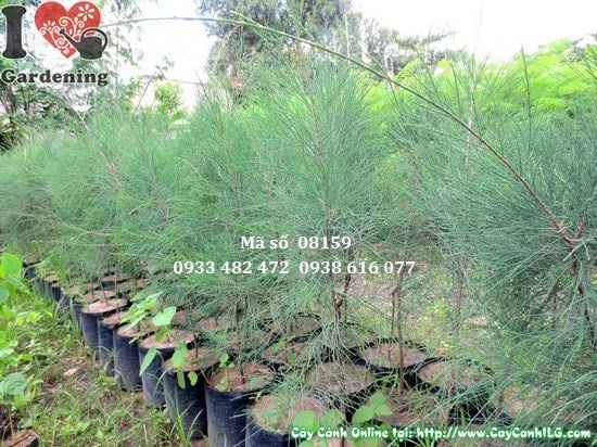 Cây dương giống 80cm ứng dụng cảnh quan công trình