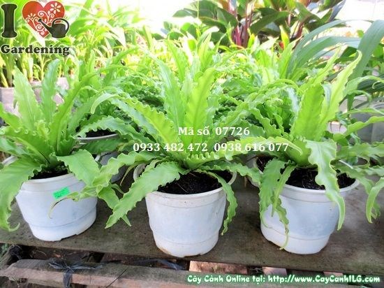 Cây dương xỉ giống mới cao 15cm – vườn cây ILG