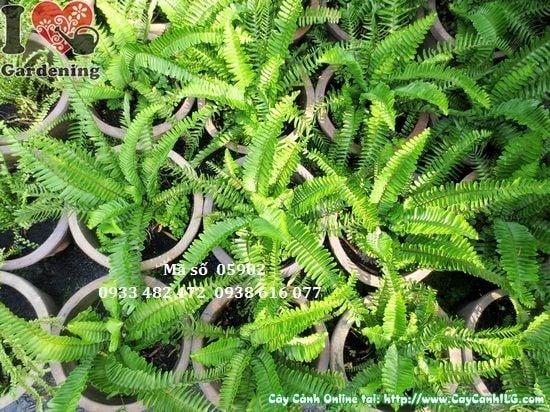 Hình ảnh cây dương xỉ lá me ms 05902 tại vườn ILG