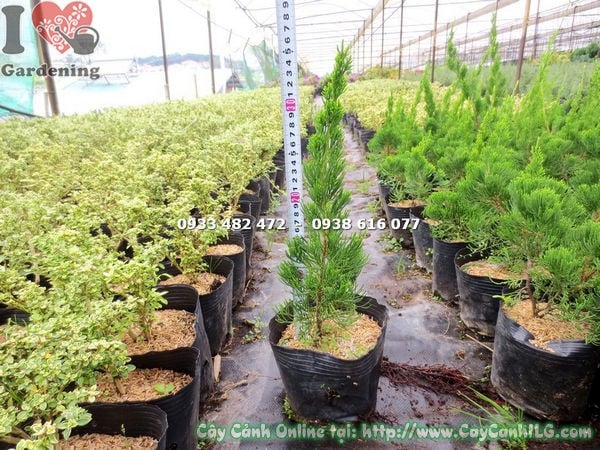 cây duyên tùng giống 35cm trồng chậu trang trí nội ngoại thất