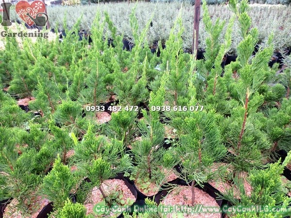 đặc điểm cây duyên tùng giống lá kim xanh đậm