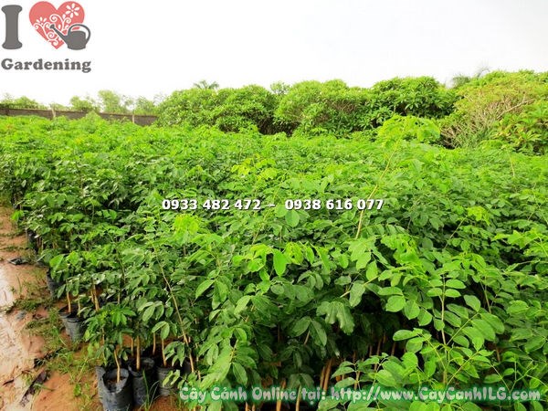 Cây giáng hương cao 1m4 – Ms 17609 tại vườn ILG