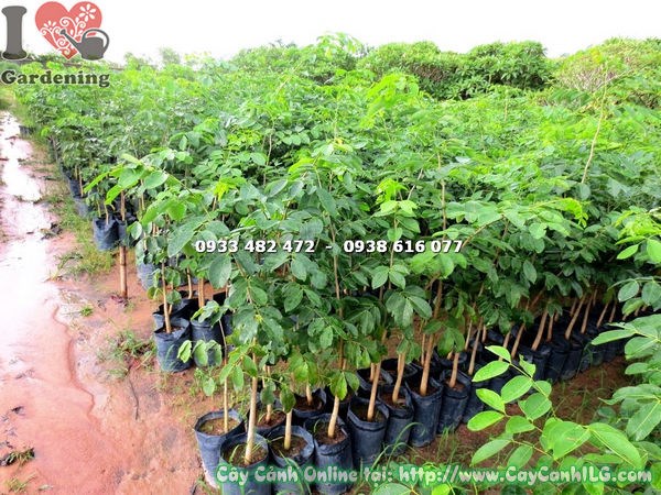 Cây giáng hương 1m4 thân thẳng tán đều – Ms 17609