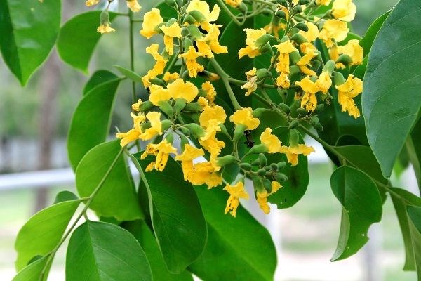 Cây giáng hương cổ thụ trồng tại công trình cảnh quan